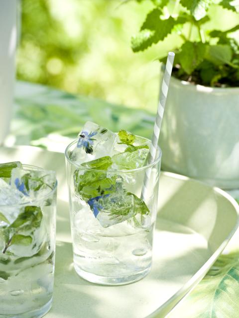 Probieren Sie doch mal Eiswürfel mit essbaren Pflanzen! - www.pflanzenfreude.de