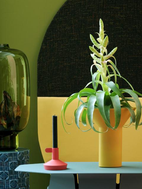 Bromeliad is the Houseplant for March Thejoyofplants.co.uk