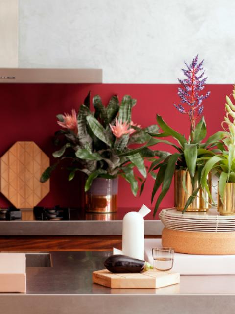 Bromelia brengt balans in je interieur Mooiwatplantendoen.nl