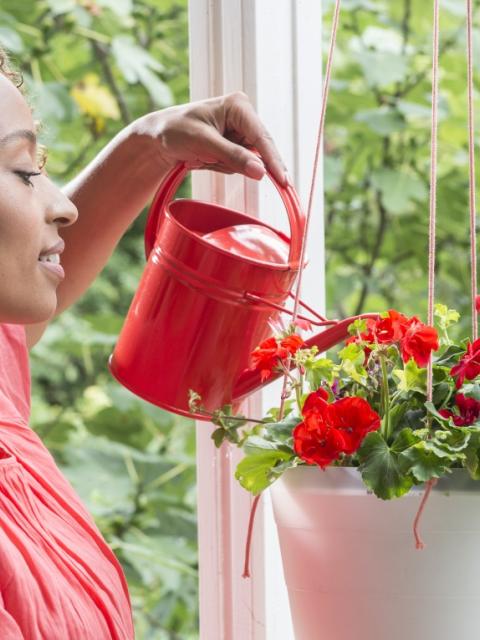 Die Geranie auf dem Balkon – Pflanzenfreude.de