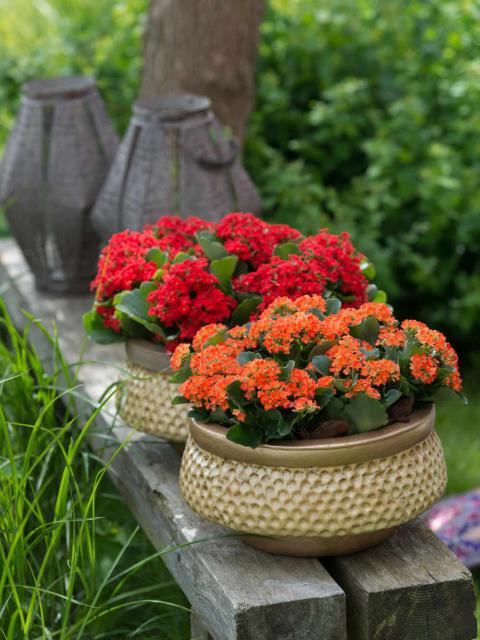 Sommerfrische mit der Kalanchoe - www.pflanzenfreude.de