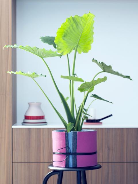 DIY Alocasia Mooiwatplantendoen.nl