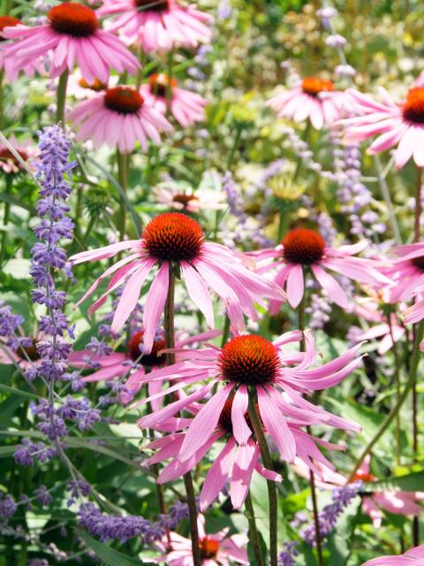 Zomerbloeiers zorgen voor een kleurrijke tuin, mooiwatplantendoen