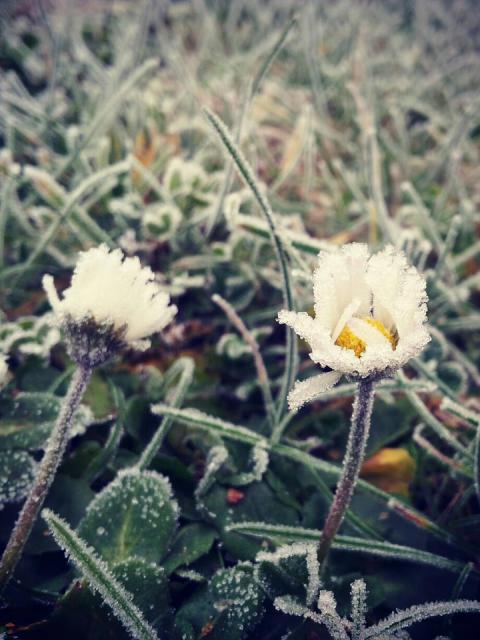 Gänseblümchen in Eis - Pflanzenfreude.de