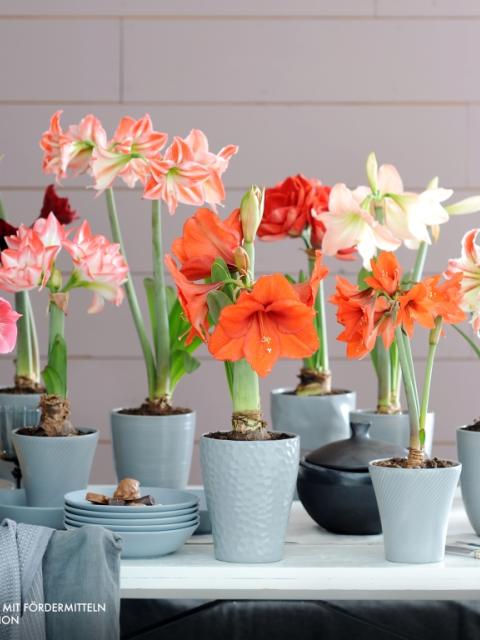 Zimmerpflanze des Monats, Amaryllis