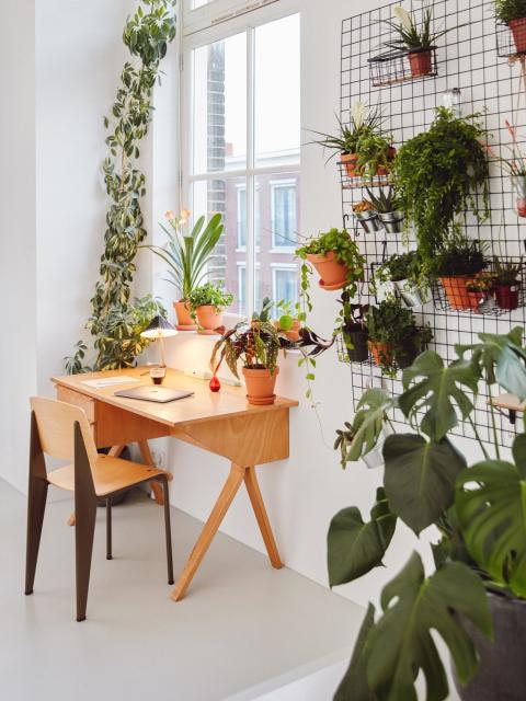 Plant Design fürs Homeoffice | Pflanzenfreude.de