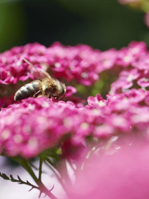 Bienen aktiv unterstützen Pflanzenfreude.de