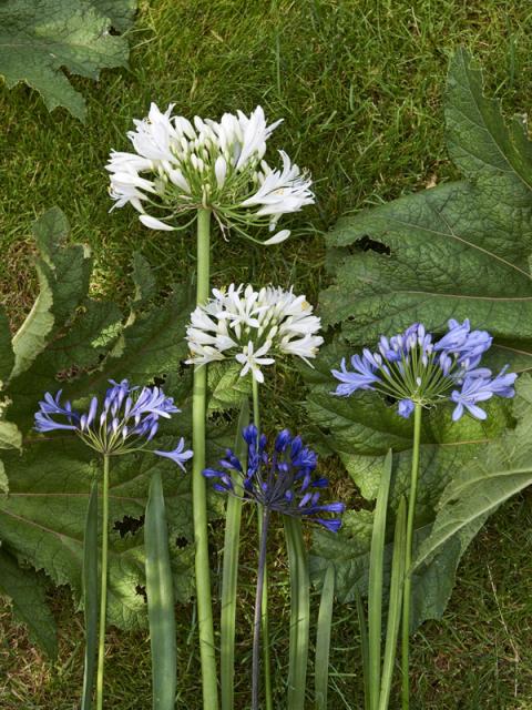 Agapanthus Mooiwatplantendoen.nl