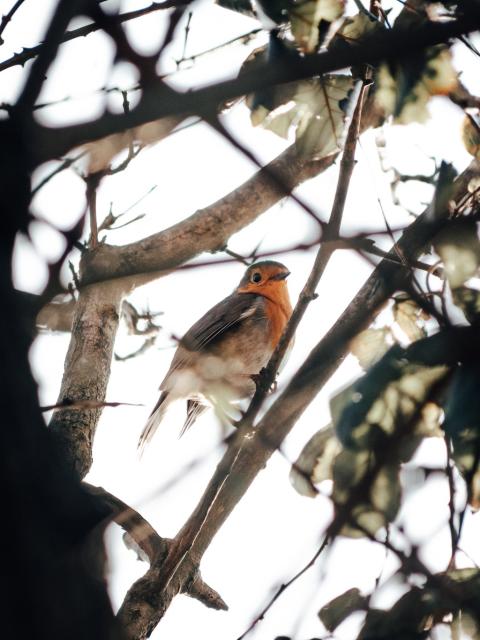 How to make your autumn garden wildlife-friendly - Thejoyofplants.co.uk