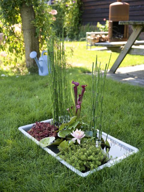 Mini-Teich im eigenen Garten Pflanzenfreude.de