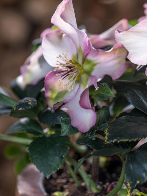 Violette Marmorierungen machen die Blüte der Lenzrose besonders interessant – Pflanzenfreude.de