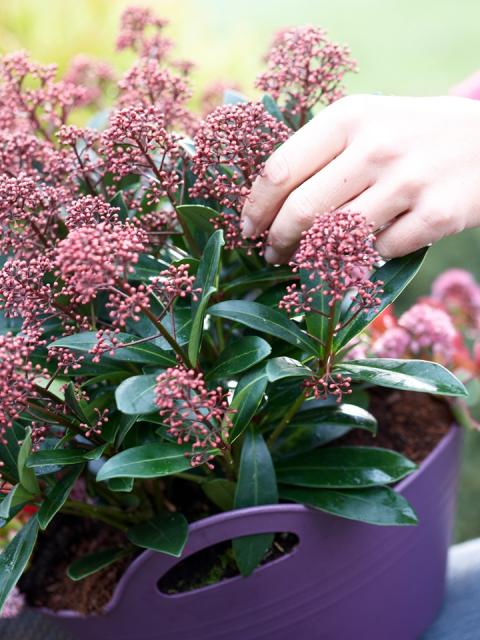 Skimmia garten pflanze des monats september