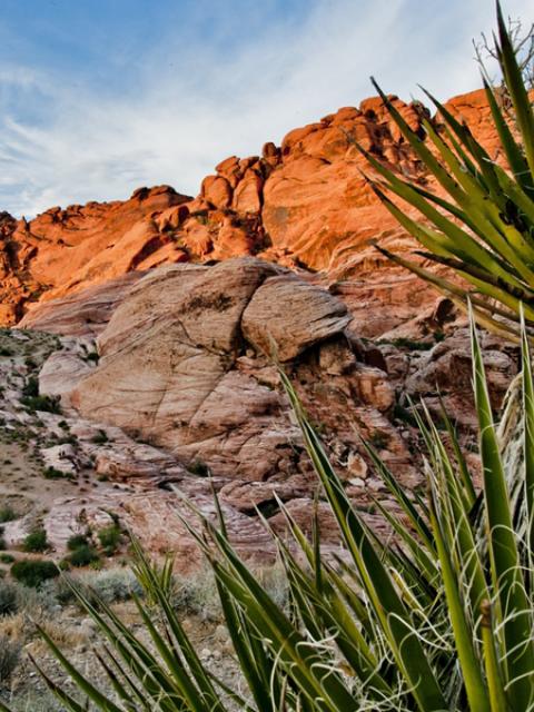 Die Yucca in freier Wildbahn - Pflanzenfreude.de