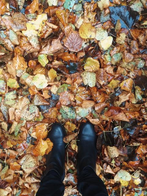 Herbstgarten - Pflanzenfreude.de