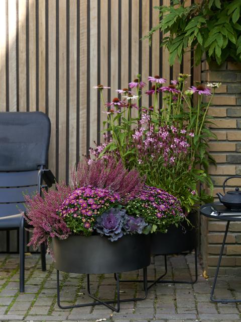 Pflanzen, die den "Indian Summer" bringen Pflanzenfreude.de