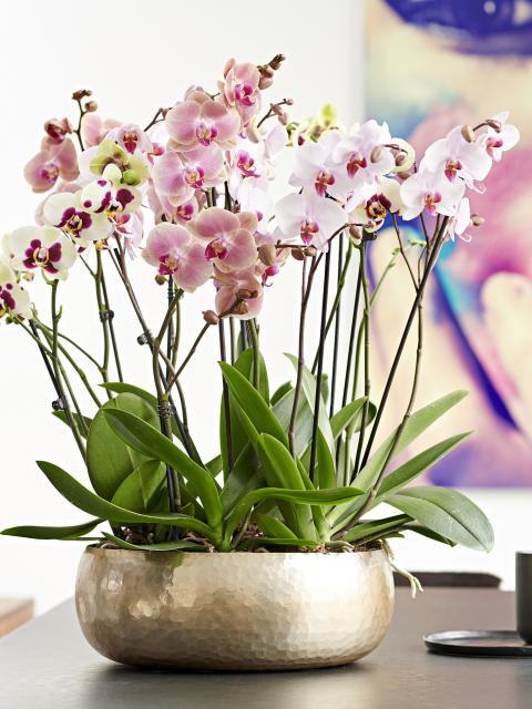 Orchidee Aldi Pflanzenfreude.de