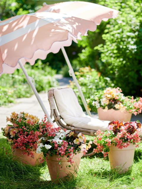 pink deck chair and pot plants - Thejoyofplants.co.uk